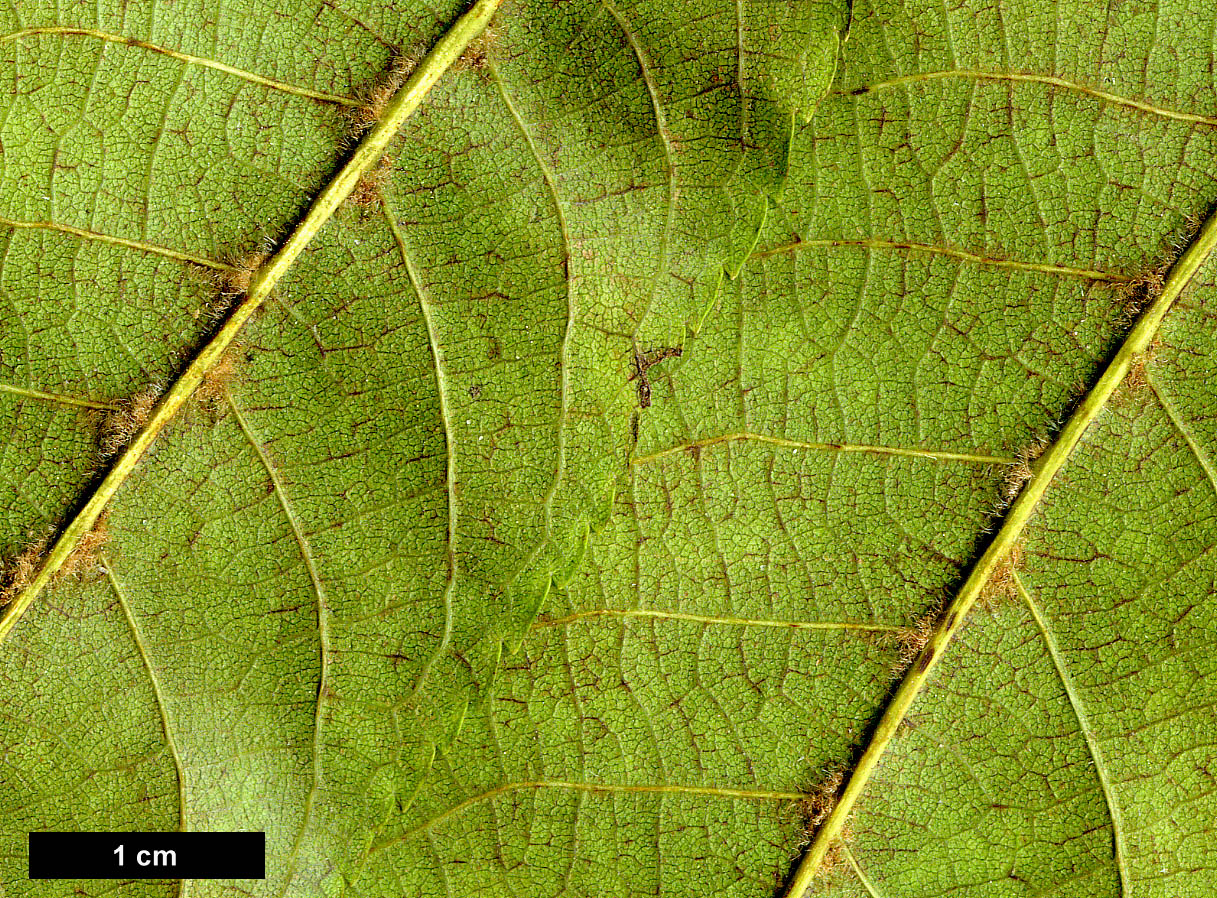 High resolution image: Family: Juglandaceae - Genus: Pterocarya - Taxon: ×rehderiana (P.fraxinifolia × P.stenoptera)